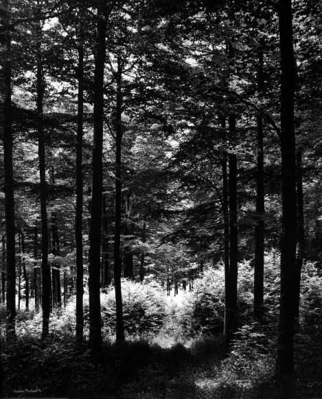 For&ecirc;t (Forest), 1986