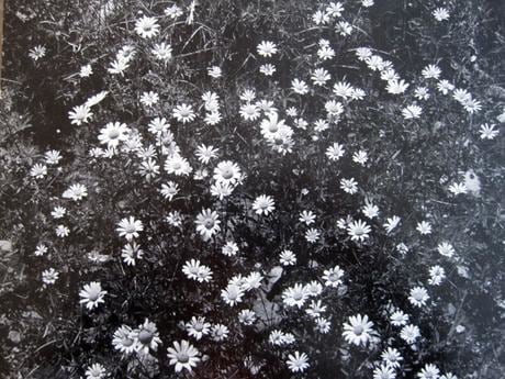 Daisies, Deer Isle, Maine
