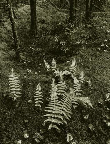 Maine (Ferns) 1955