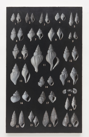 Jen Mazza Shells (1), 2017