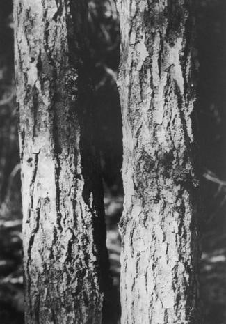 Untitled (Searsmont, Maine)