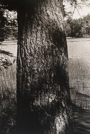 Untitled (Tree Trunk)