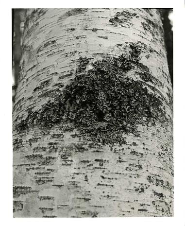 Untitled, Maine (Moss on Birch Tree)