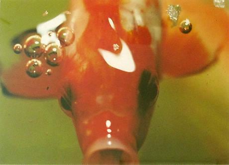 SUSAN UNTERBERG Untitled #2 (Pisces Series)