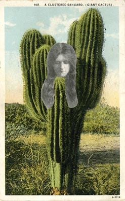 Clustered Sahuaro 1972