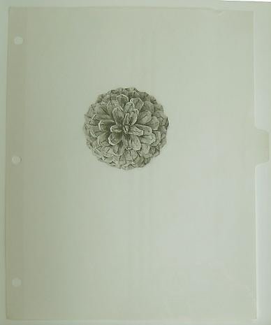 COLTER JACOBSEN Cone Cataract III