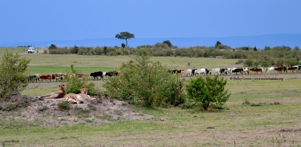 Wildscapes-Mara Cheetah Project-Oloololo boys