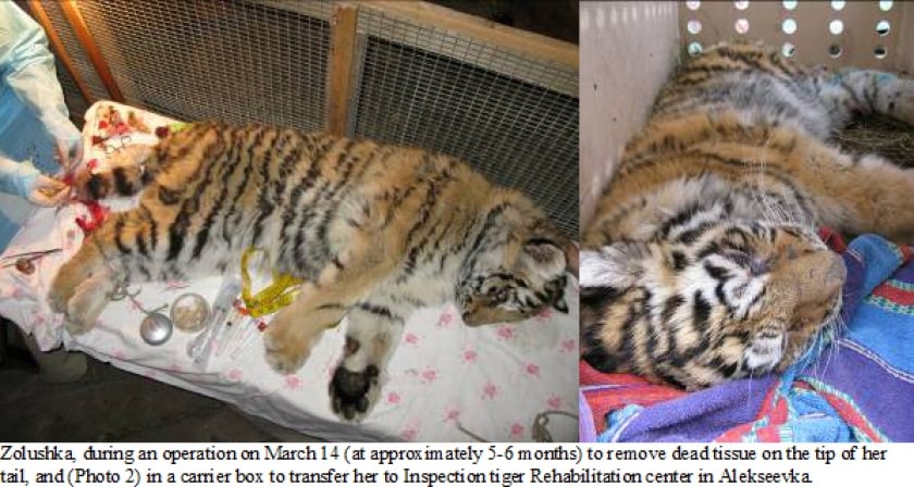 Saving the amur tiger