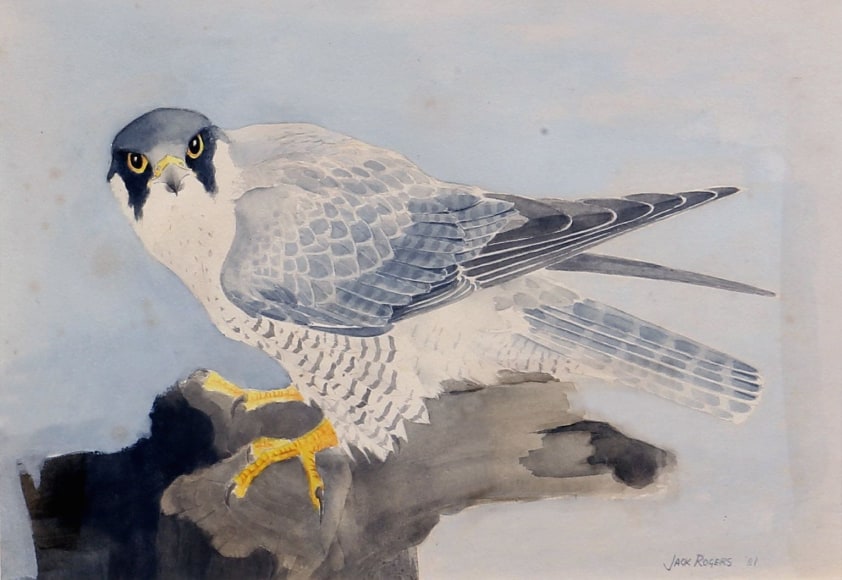 Jack Martin Rogers, Peregrine Falcon, 1981, Gouache on paper, 10 1/2" x 15" at Anita Rogers Gallery