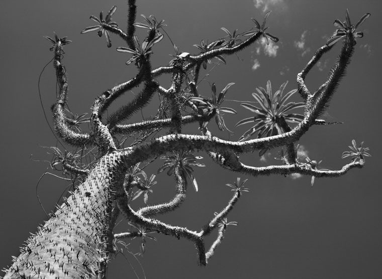 Pachypodium Plant, Andohahela National Park, Madagascar, 2010, gelatin silver print,&nbsp;50 x 68 inches/127 x 172.7 cm&nbsp;&copy; Sebasti&atilde;o Salgado/Amazonas Images