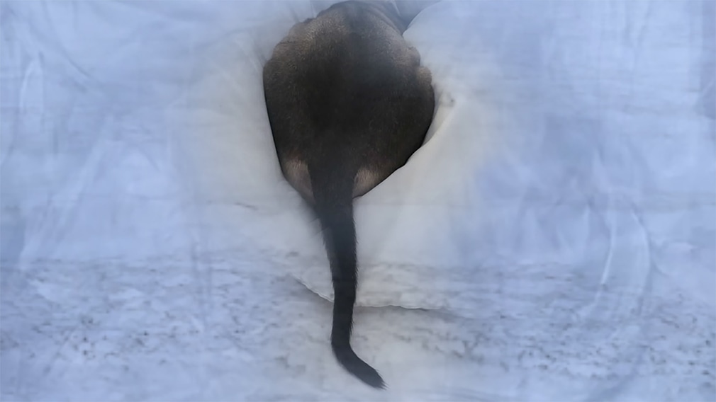 Araya Rasdjarmrearnsook, Eastern Border Beach of Chaow Lae, 2024