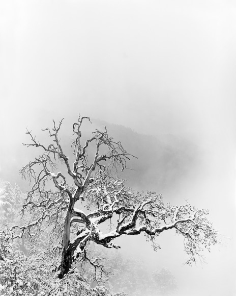 Serena Chopra, Shinrin #1, Binsar, Kumaon Himalayas, India, 2019, gelatin silver print, 81.3 x 101.6 cm (32 x 40 inches)