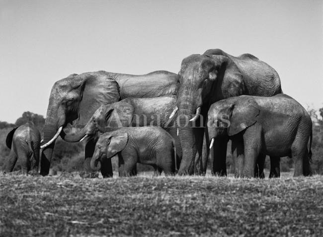 Sebasti&atilde;o Salgadom Botswana, 2007, gelatin silver print, 24 x 35 inches/61 x 89 cm. &copy; Sebasti&atilde;o Salgado/Amazonas Images
