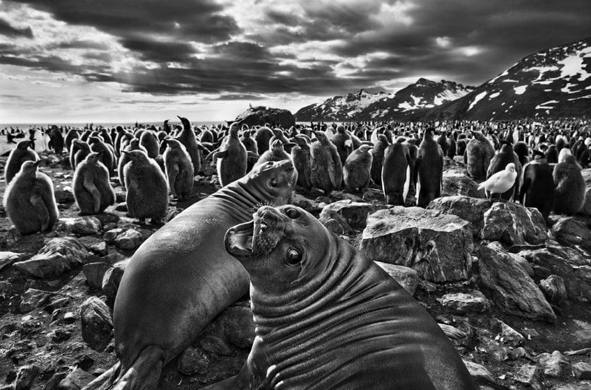 Southern Elephant Seal Calves at Saint Andrews Bay, South Georgia, 2009, gelatin silver print, 61 x 89.9 cm (24 x 35 inches)