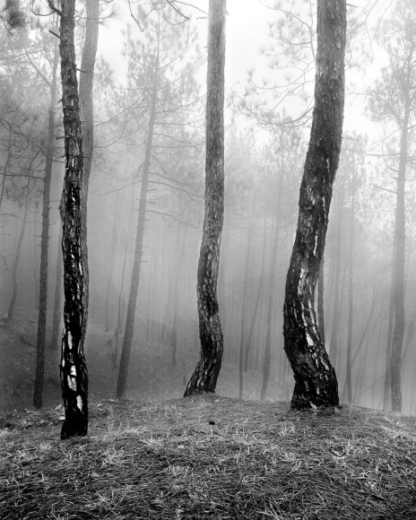 Serena Chopra, Shinrin #5, Binsar, Kumaon Himalayas, India, 2020, gelatin silver print, 48.3 x 61 cm (19 x 24 inches)