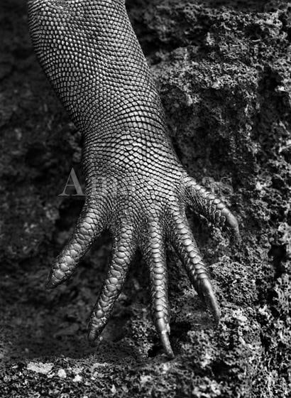 , Sebasti&atilde;o Salgado, Marine Iguana, Gal&aacute;pagos, Ecuador, 2004, gelatin silver print, 68 x 50 inches/172.7 x 127 cm; &copy; Sebasti&atilde;o Salgado/Amazonas Images