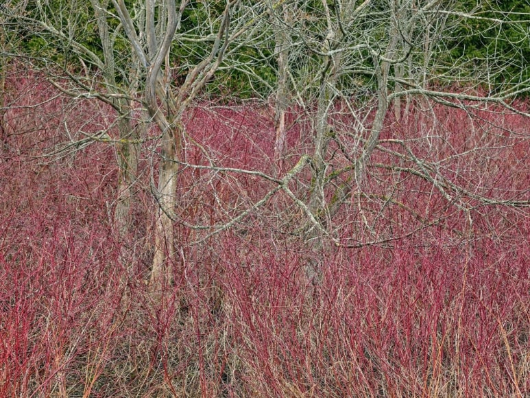 Edward Burtynsky, Natural Order #22, 2020, chromogenic color print, 122 x 162.6 cm (48 x 64 inches)
