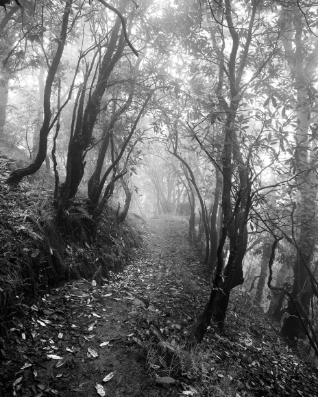 Serena Chopra, Shinrin #17, Binsar, Kumaon Himalayas, India, 2019, gelatin silver print, 48.3 x 61 cm (19 x 24 inches)