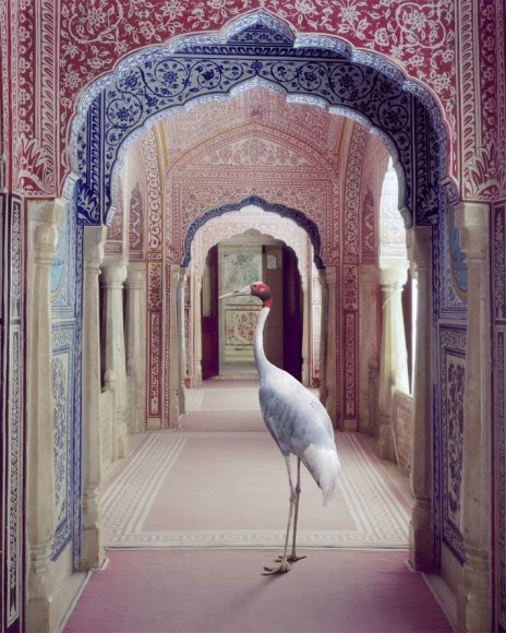 Karen Knorr, A Faithful Companion, Samode Palace, 2020, colour pigment print on Hahnemühle Fine Art Pearl Paper, 80 x 100 cm (31.5 x 39.4 inches)
