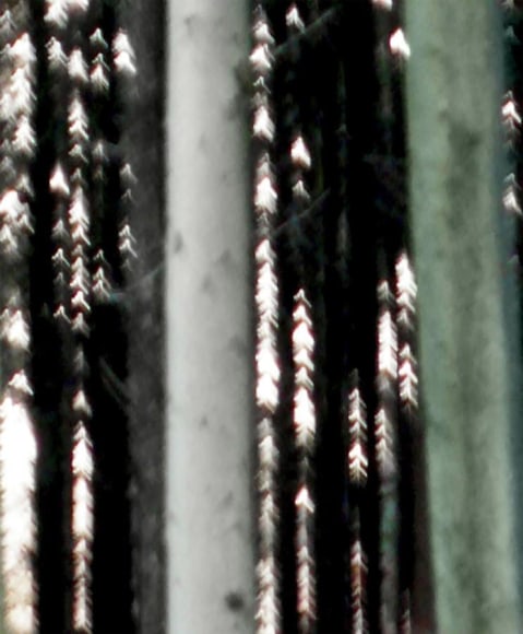 Ricardo Mazal ODENWALD 1152 PH5