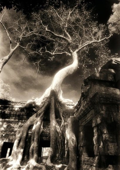 "Twisted Tree, Ta Prohm", Silver Gelatin, 20 x 16"