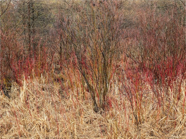 Edward Burtynsky, Natural Order #14, 2020, chromogenic color print, 122 x 162.6 cm (48 x 64 inches)