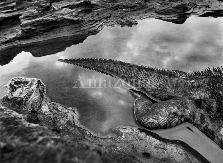 Sebasti&atilde;o Salgado, Marine Iguana, Galapagos, Ecuador, 2004, gelatin silver print, 50 x 68 inches/127 x 173 cm. &copy; Sebasti&atilde;o Salgado/Amazonas Images