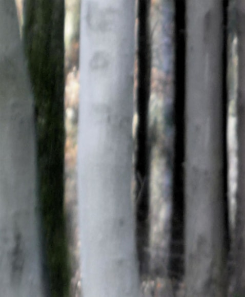 ODENWALD 1152 PH4, Pigment ink print on paper, 30 x 24&quot;