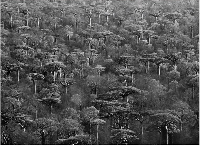 Adansonia Grandidieri, 2010, gelatin silver print, 91.4 x 127 cm (36 x 50 inches)