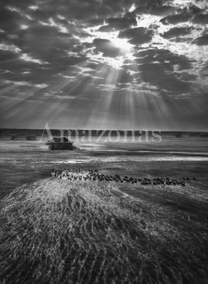 Sebasti&atilde;o Salgado. Herd of buffalos. Kafue National Park, Zambia. 2010. Gelatin silver print. 180 x 125 cm.