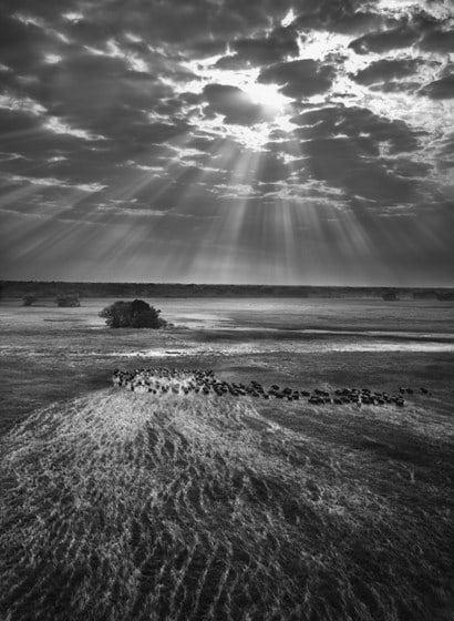 Herd of buffalos. Kafue National Park, Zambia, 2010, gelatin silver print, 68 x 50 inches/180 x 125 cm&nbsp;&copy; Sebasti&atilde;o Salgado/Amazonas Images
