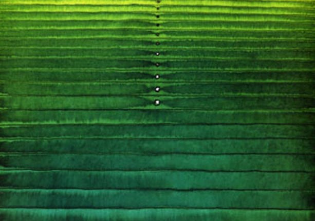 Sohan Qadri, Anshula II, 2003, Ink & dye on paper, 39 x 55"
