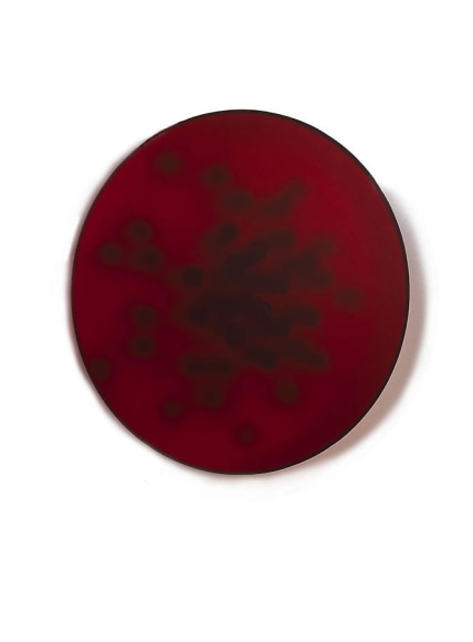 Birgitta Weimer, Mitosis, 2005, perspex and vinyl cord, 19.7&quot; diameter x 4.3&quot;