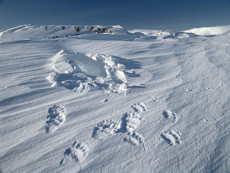 Subhankar Banerjee,  Bear Den I , 2002, digital chromogenic print, 31 x 41"