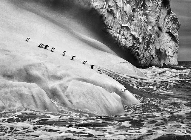 Chinstrap penguins on an iceberg, between Zavodovski and Visokoi islands, South Sandwich Islands, 2009, gelatin silver print, 61 x 89 cm (24 x 35 inches)