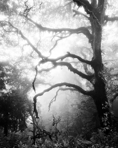 Serena Chopra, Shinrin #48, Binsar, Kumaon Himalayas, India, 2019, gelatin silver print, 48.3 x 61 cm (19 x 24 inches)