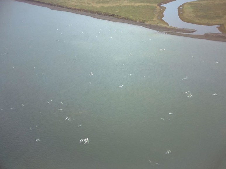Subhankar Banerjee,  Beluga Whales with Calves , 2006, digital chromogenic print, 62 x 70"