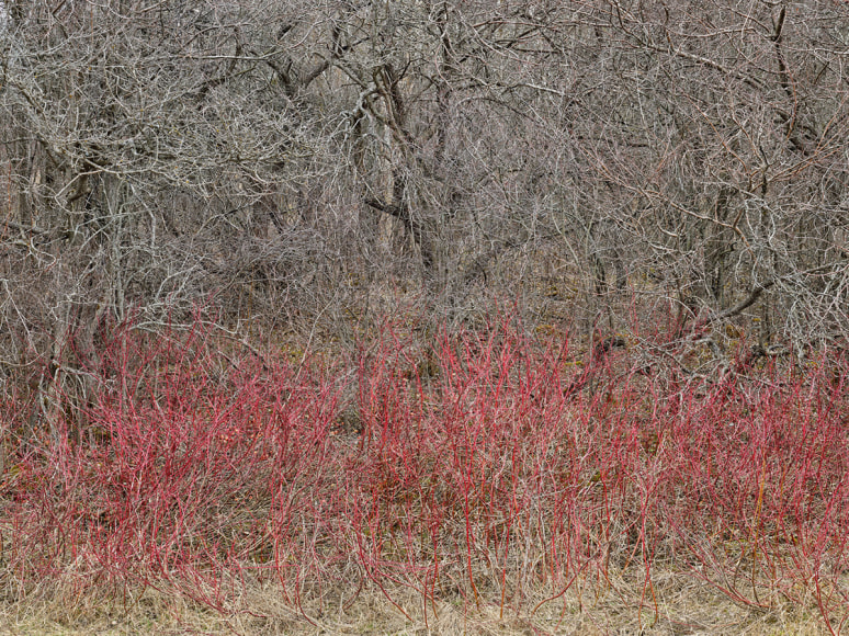 Edward Burtynsky, Natural Order #18, Grey County, Ontario, Canada, Spring, 2020, pigment inkjet print on Kodak Professional Photo Paper, 122 x 162.6 cm (48 x 64 inches)