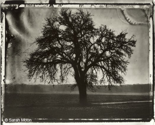 Le Poirier, 1992, 15-3/4 x 19-1/2 Toned Silver Gelatin Photograh, Ed. 20