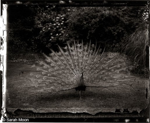 Bagatelle, 1989, 15-3/4 x 19-1/2 Toned Silver Gelatin Photograph, Ed. 20