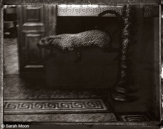 Le Guepard, 2000, 15-3/4 x 19-1/2 Toned Silver Gelatin Photograh, Ed. 20