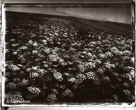 Ombelliferes, 1993, 15-3/4 x 19-1/2 Toned Silver Gelatin Photograh, Ed. 20
