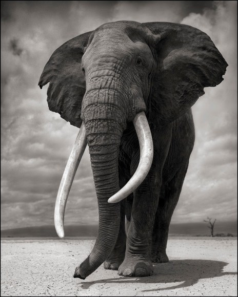 Portrait of Elephant on Bare Earth, Amboseli, 2011, Archival Pigment Print