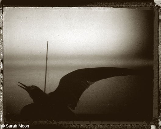 Pour L., 2004, 15-3/4 x 19-1/2 Toned Silver Gelatin Photograh, Ed. 20
