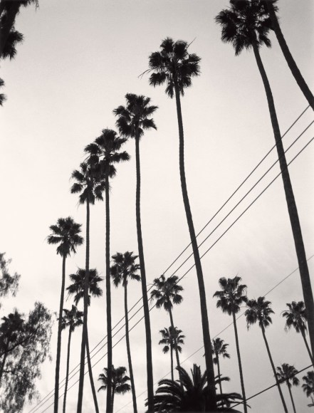 Paul Jasmin, Palm Trees, Hollywood, 2004