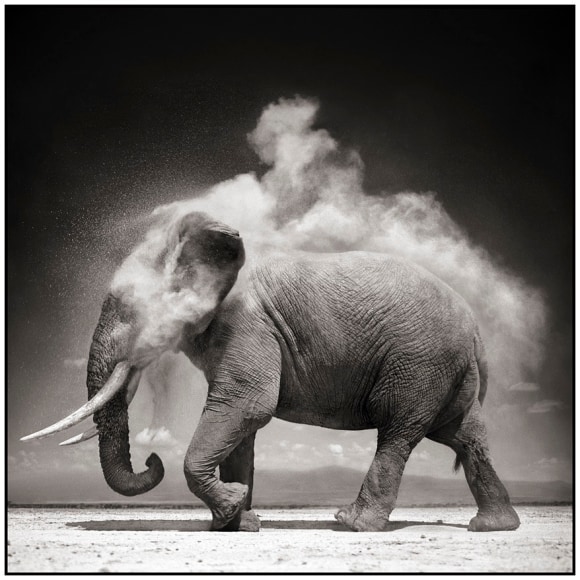 Elephant with Exploding Dust, Amboseli, 2004, 