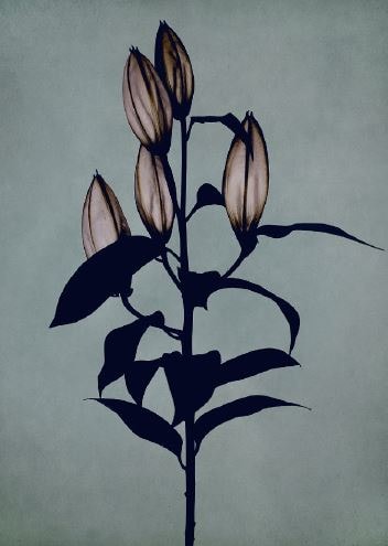 The Five Atrributes, 2019, Archival Pigment Print