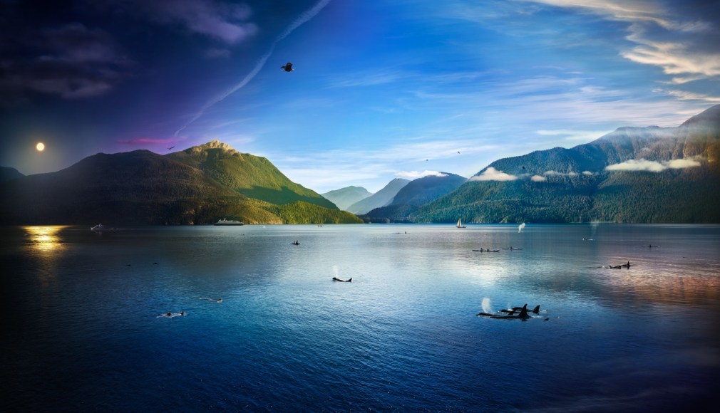 Robson Bight, B.C., 2016, C-Type Print