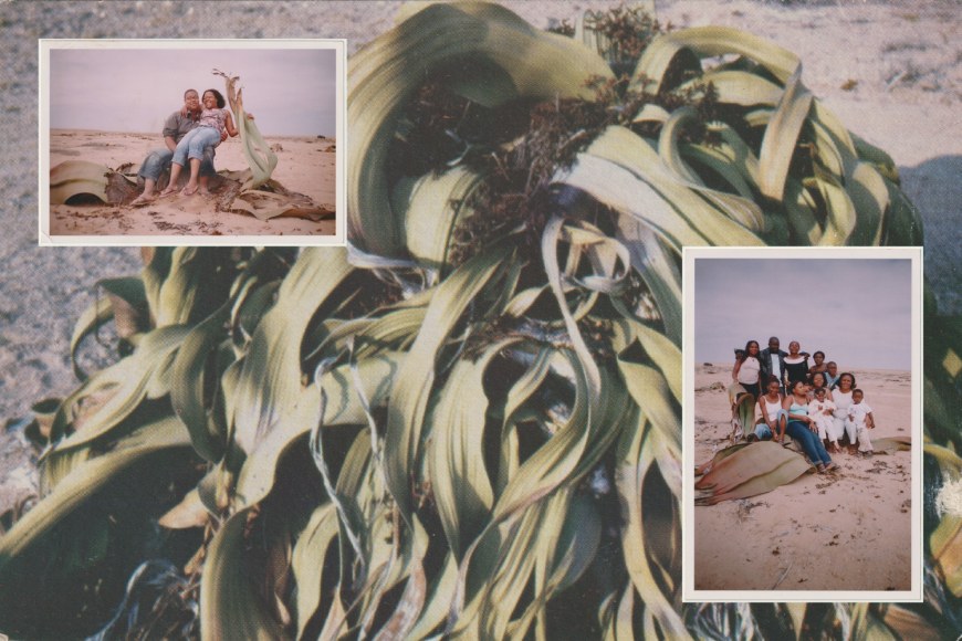 Maria Abranches, A collage displaying photos from Ana Maria Jeremias' first trip back to Angola with her son, Luis, to reunite with her family, set against the background of an old postcard she kept featuring a Welwitschia mirabilis - a mythical plant native to Angola, believed to be carnivorous.