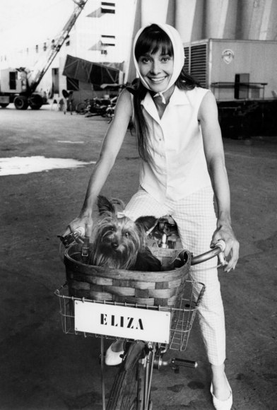 Bob Willoughby Audrey Hepburn riding her bicycle on the set of "My Fair Lady" with her dog Assam, 1963    